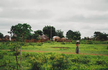 Ghana KalieStier 5c62d6cd